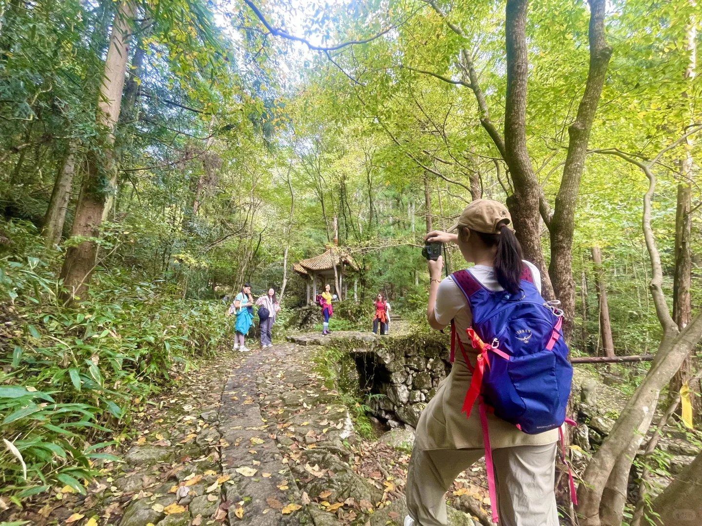 秋天的天目山#大树王#11月29日#杭州组团