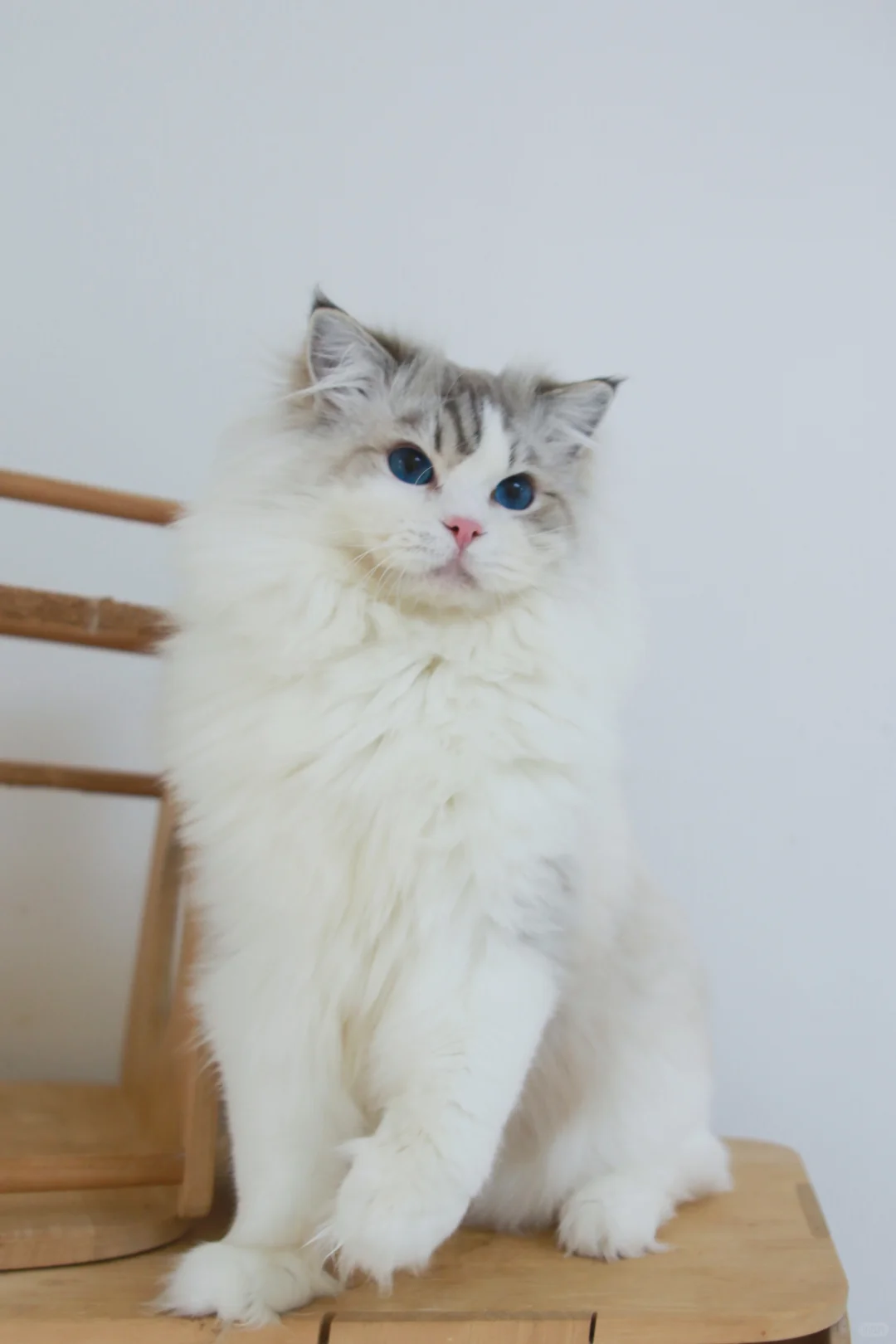 蓝山布偶公猫找领养