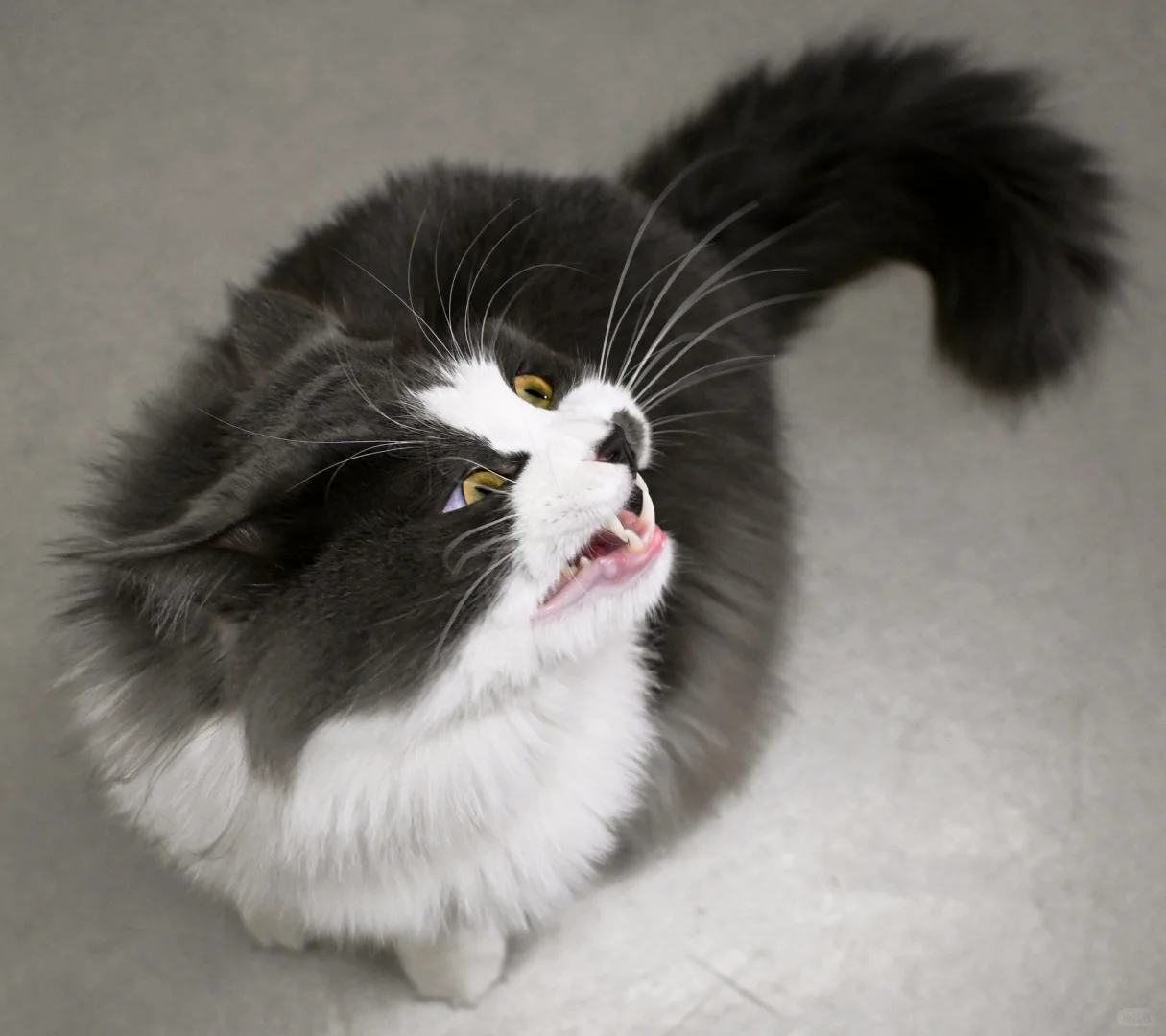 只有为了猫条才会抛媚眼的赖皮蛇