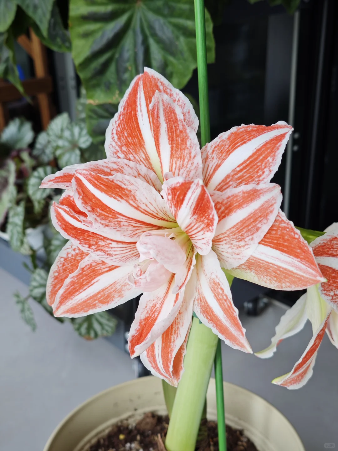 无敌漂亮大朱顶红！