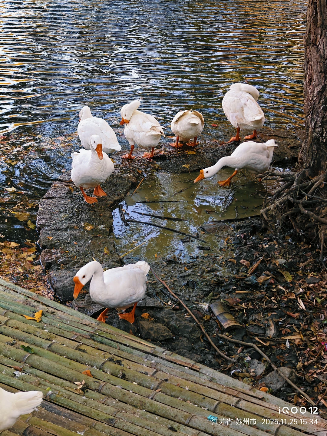 白毛浮绿水，红掌拨清波，天平山秋景美如画
