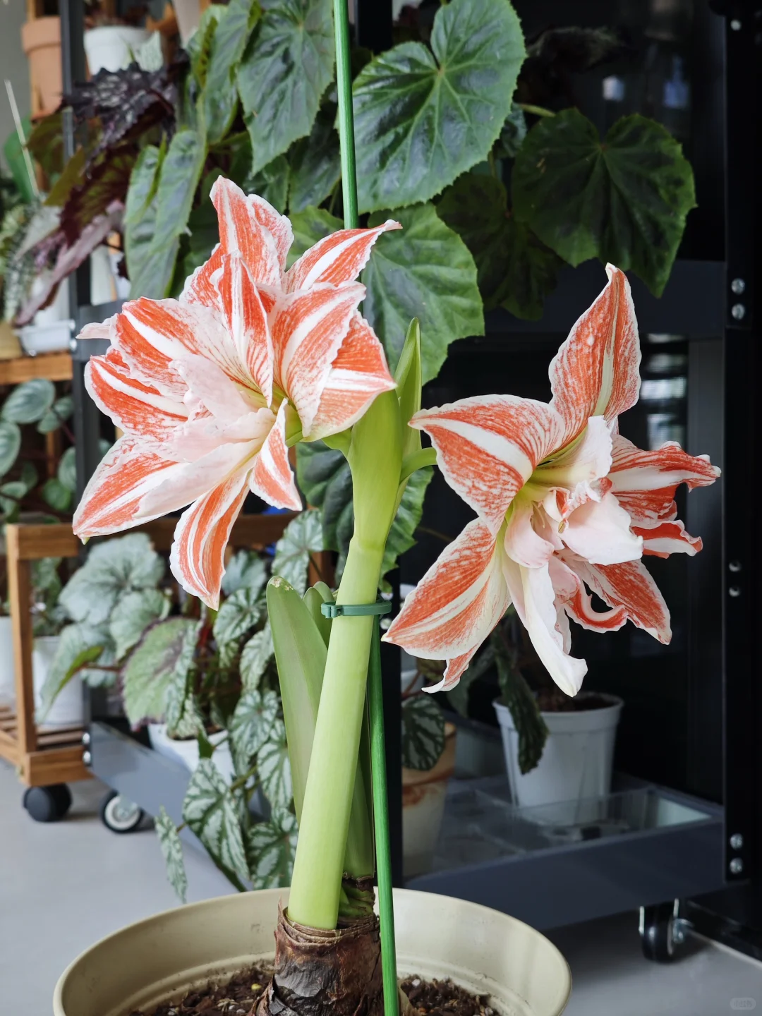 无敌漂亮大朱顶红！