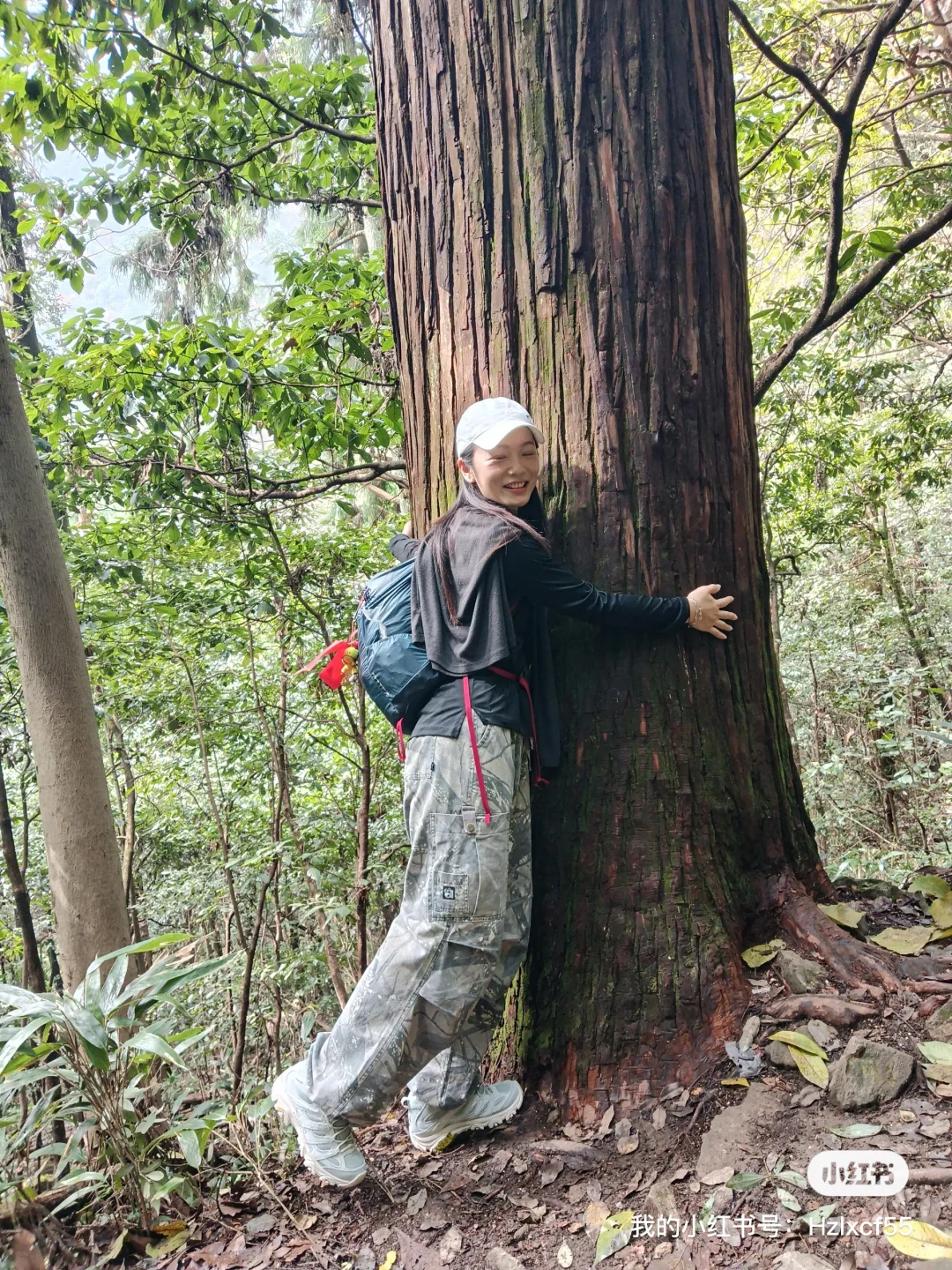 秋天的天目山#大树王#11月29日#杭州组团