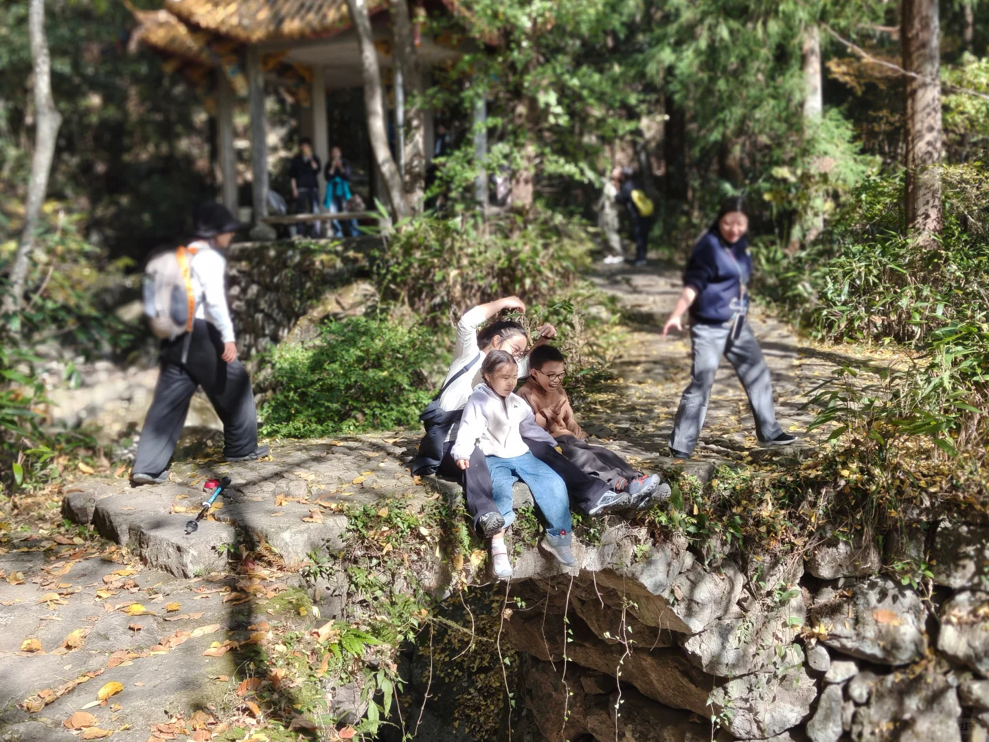 天目山风景#大树王#11月29日#杭州组织团