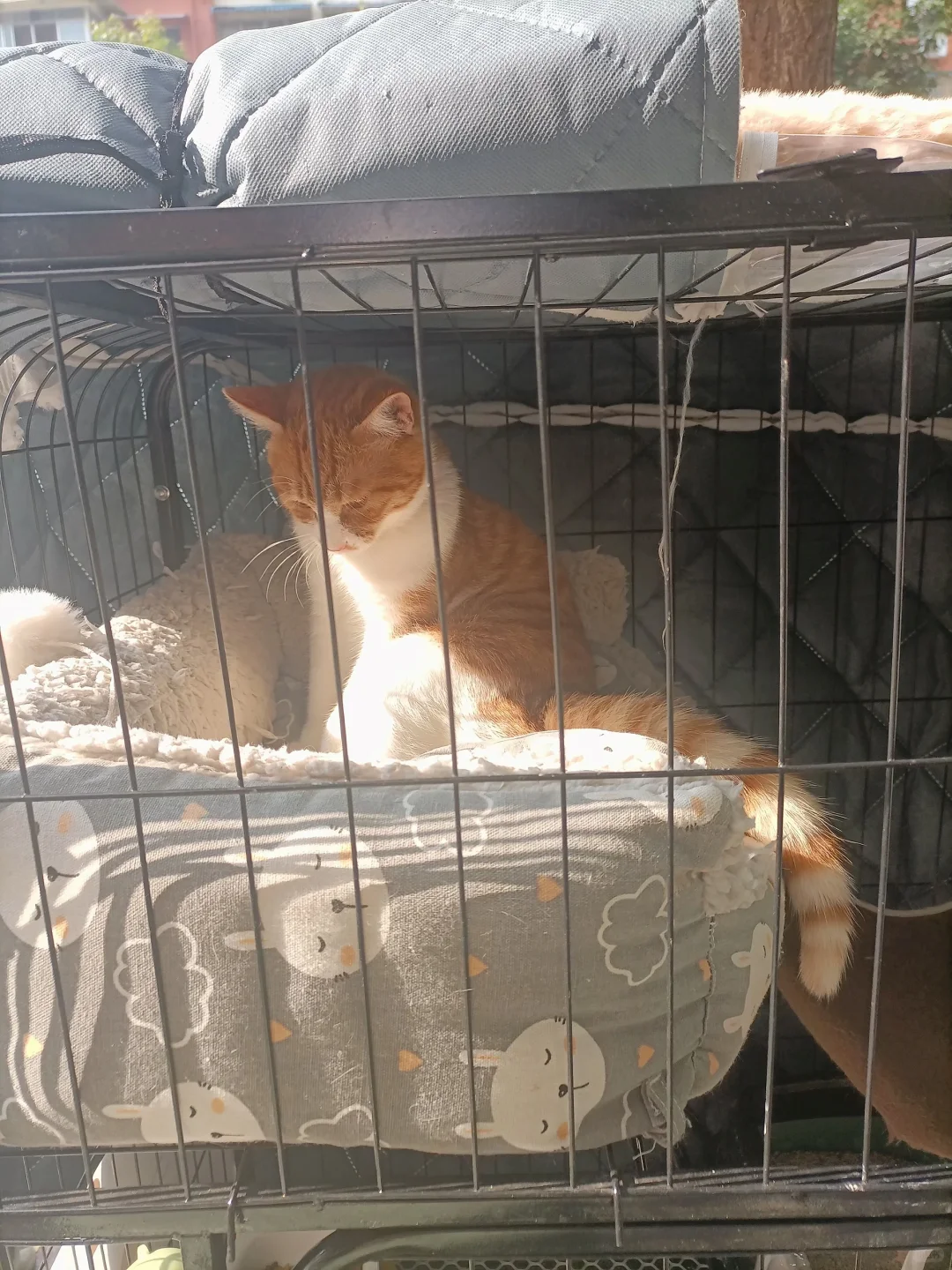 这猫是在对我抛媚眼吗🤔