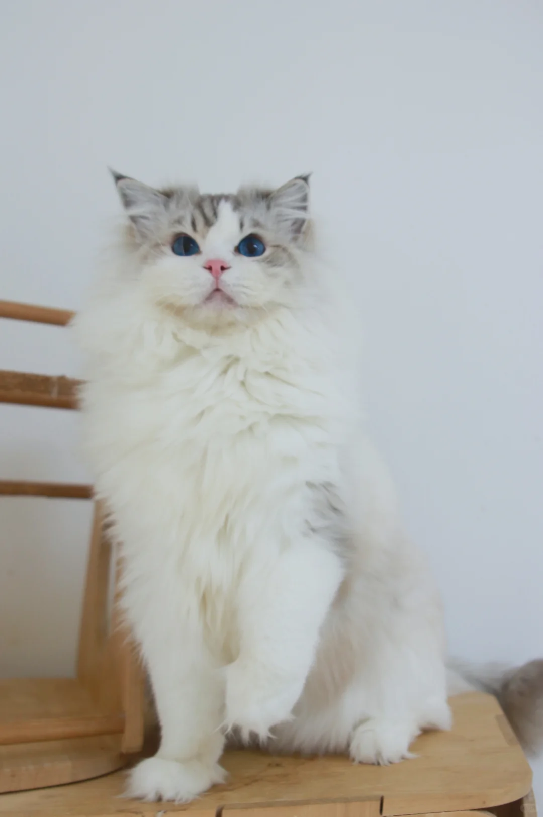 蓝山布偶公猫找领养