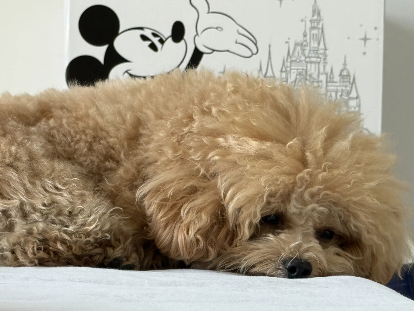 小狗能有什么烦恼呢？？