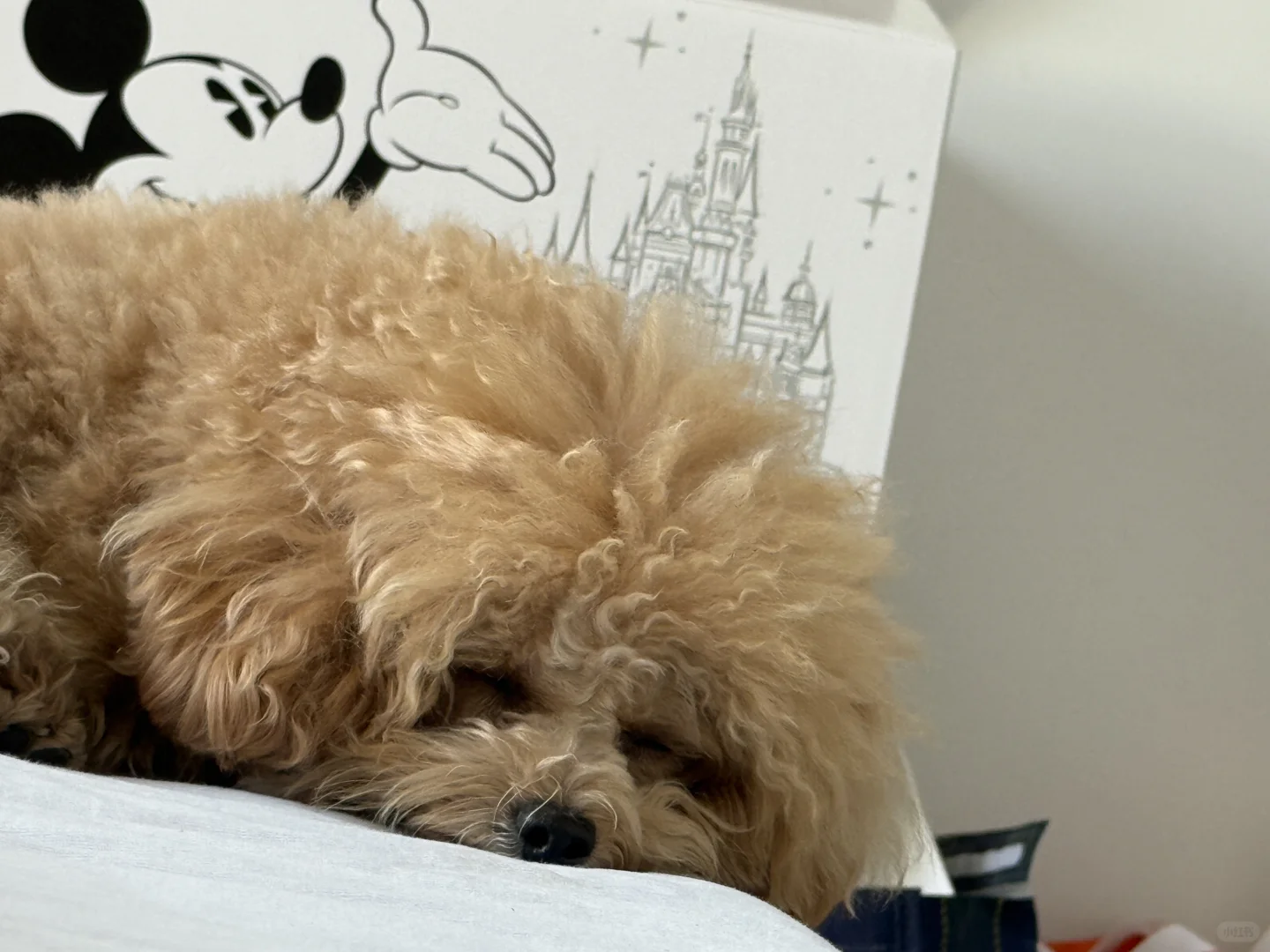 小狗能有什么烦恼呢？？