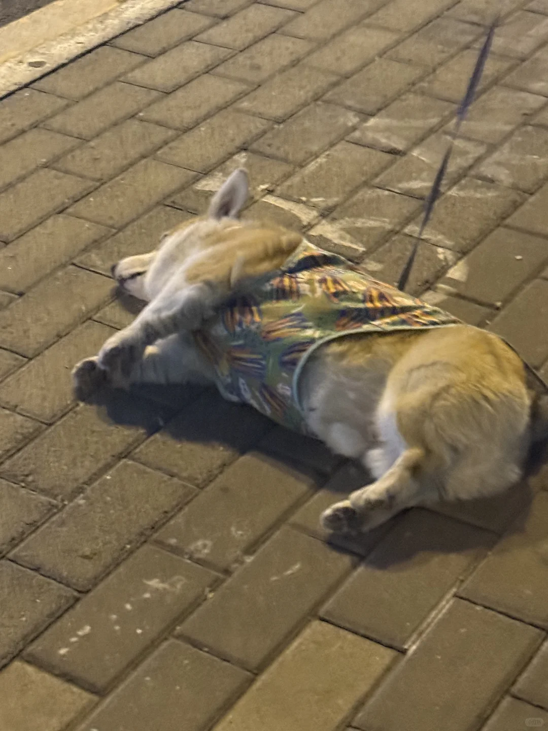 他笑的时候我的心都要化了