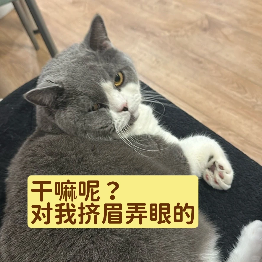 小猫的心思真难猜