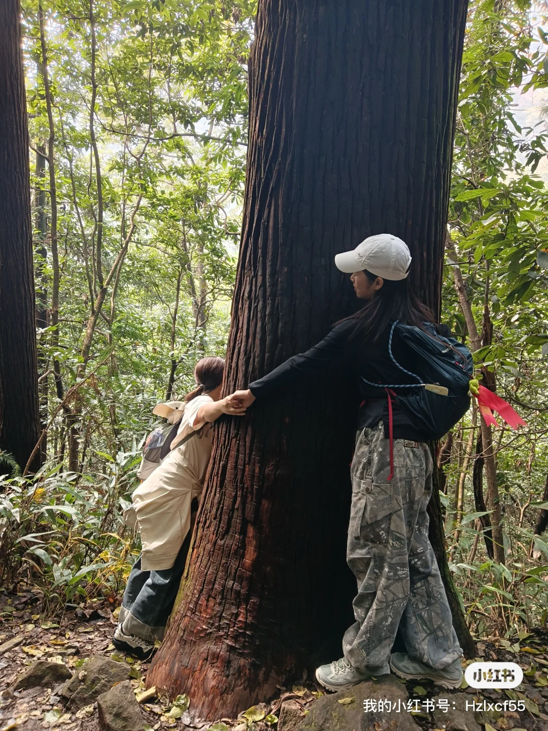 秋天的天目山#大树王#11月29日#杭州组团