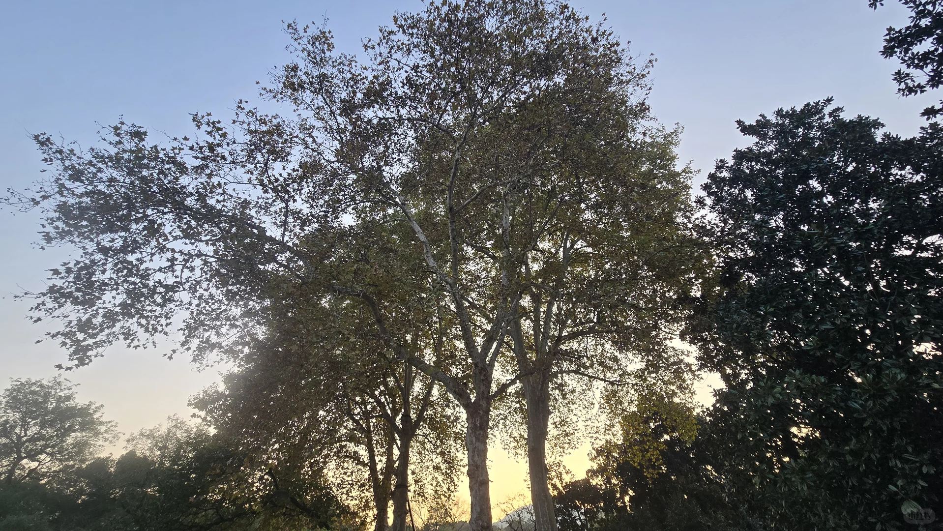 郁郁黄花，无非般若。青青翠竹，尽是法身。