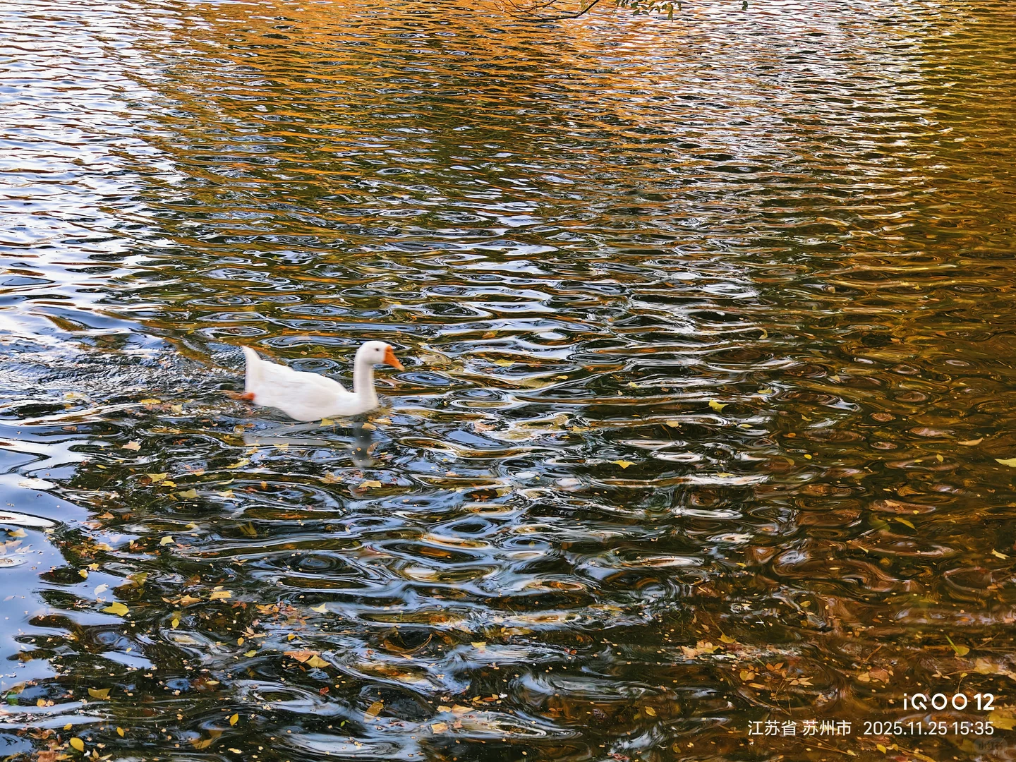 白毛浮绿水，红掌拨清波，天平山秋景美如画