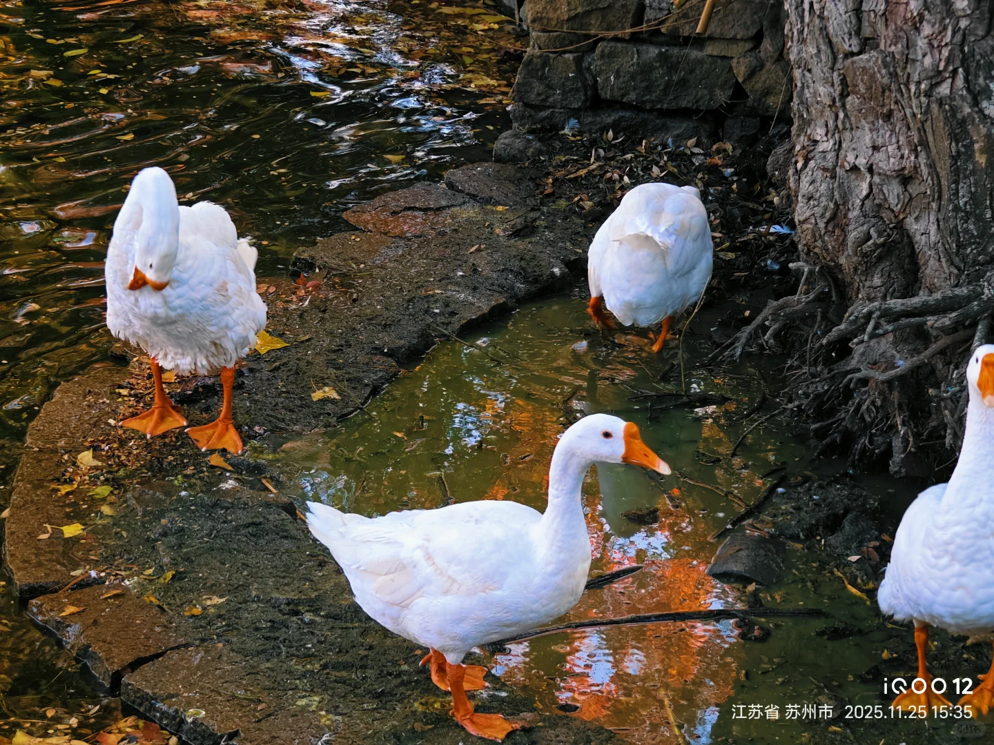 白毛浮绿水，红掌拨清波，天平山秋景美如画