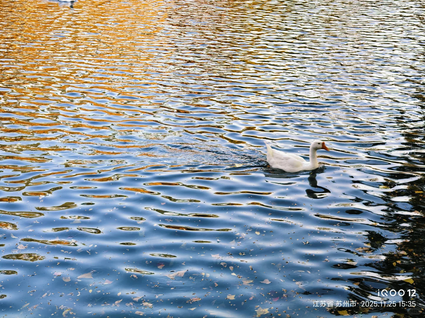 白毛浮绿水，红掌拨清波，天平山秋景美如画