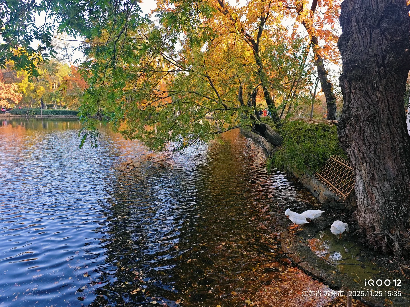 白毛浮绿水，红掌拨清波，天平山秋景美如画