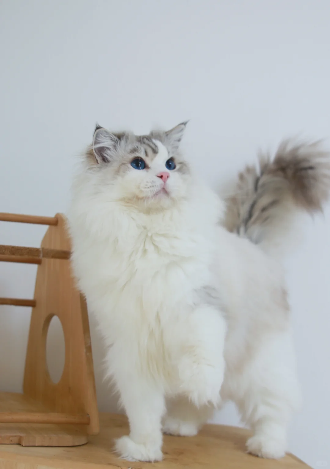 蓝山布偶公猫找领养