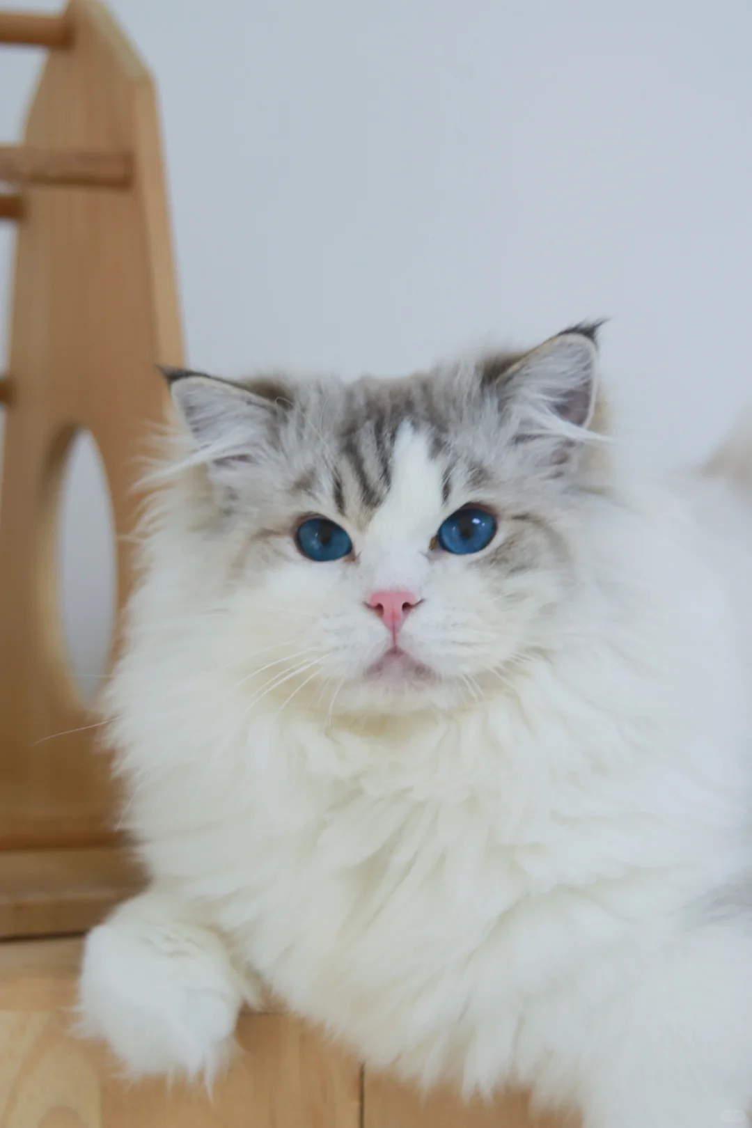 蓝山布偶公猫找领养