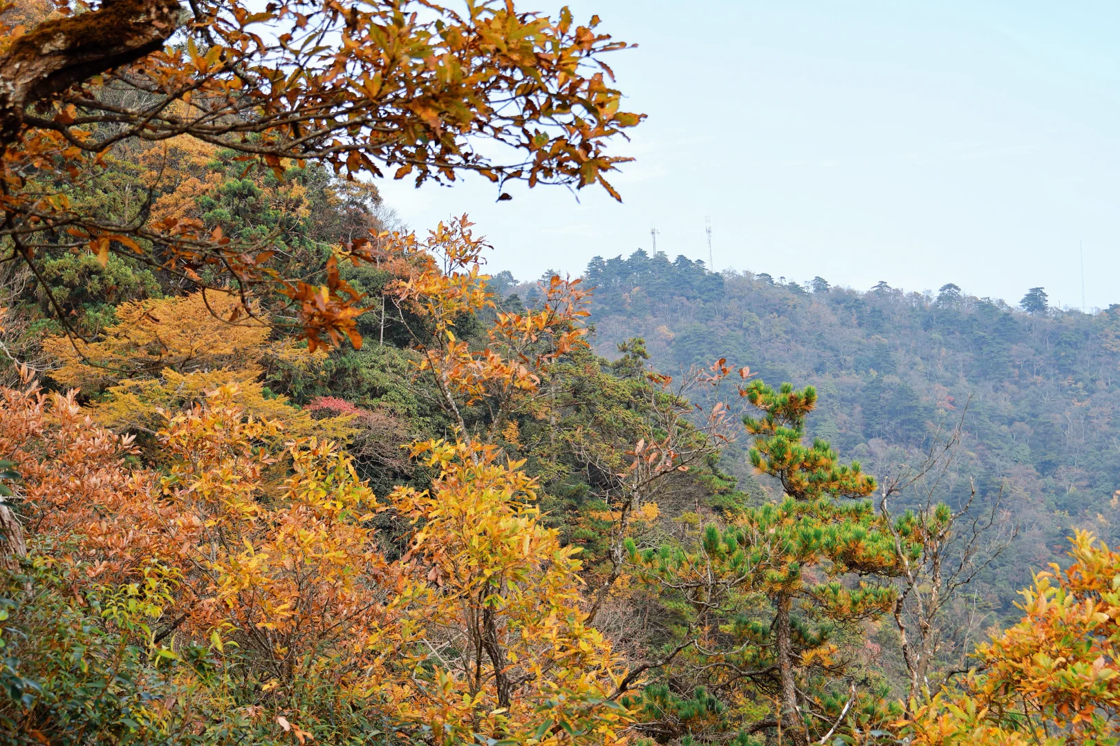 秋天的天目山#大树王#11月29日#杭州组团
