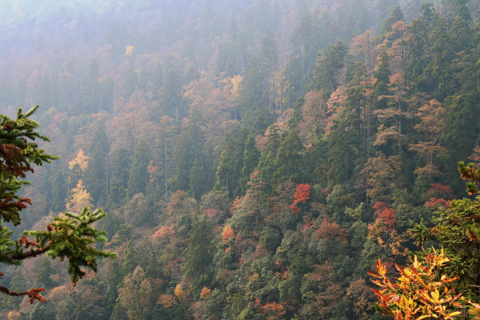 秋天的天目山#大树王#11月29日#杭州组团