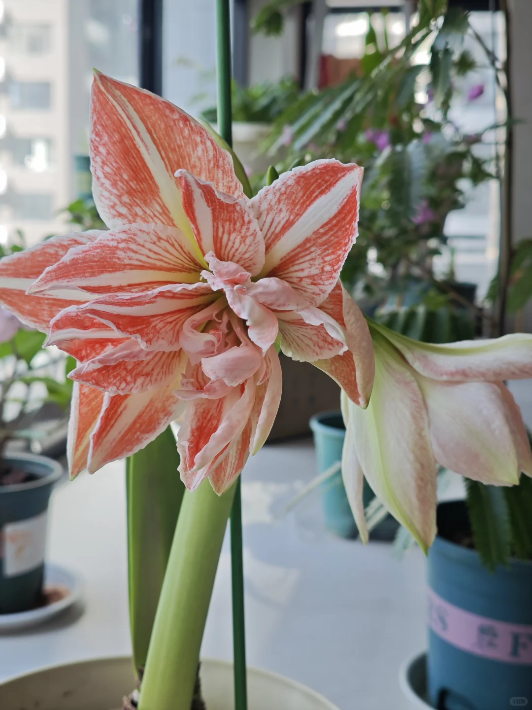 无敌漂亮大朱顶红！