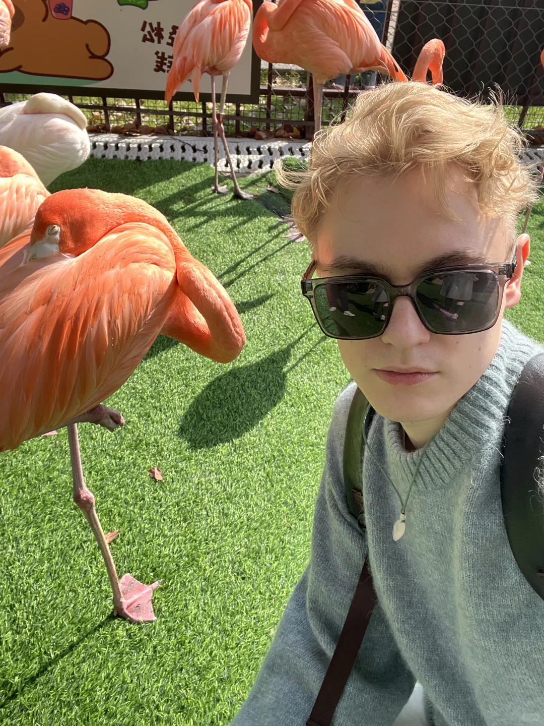 就是您的瑞典尤物，不是您的瑞典动物!