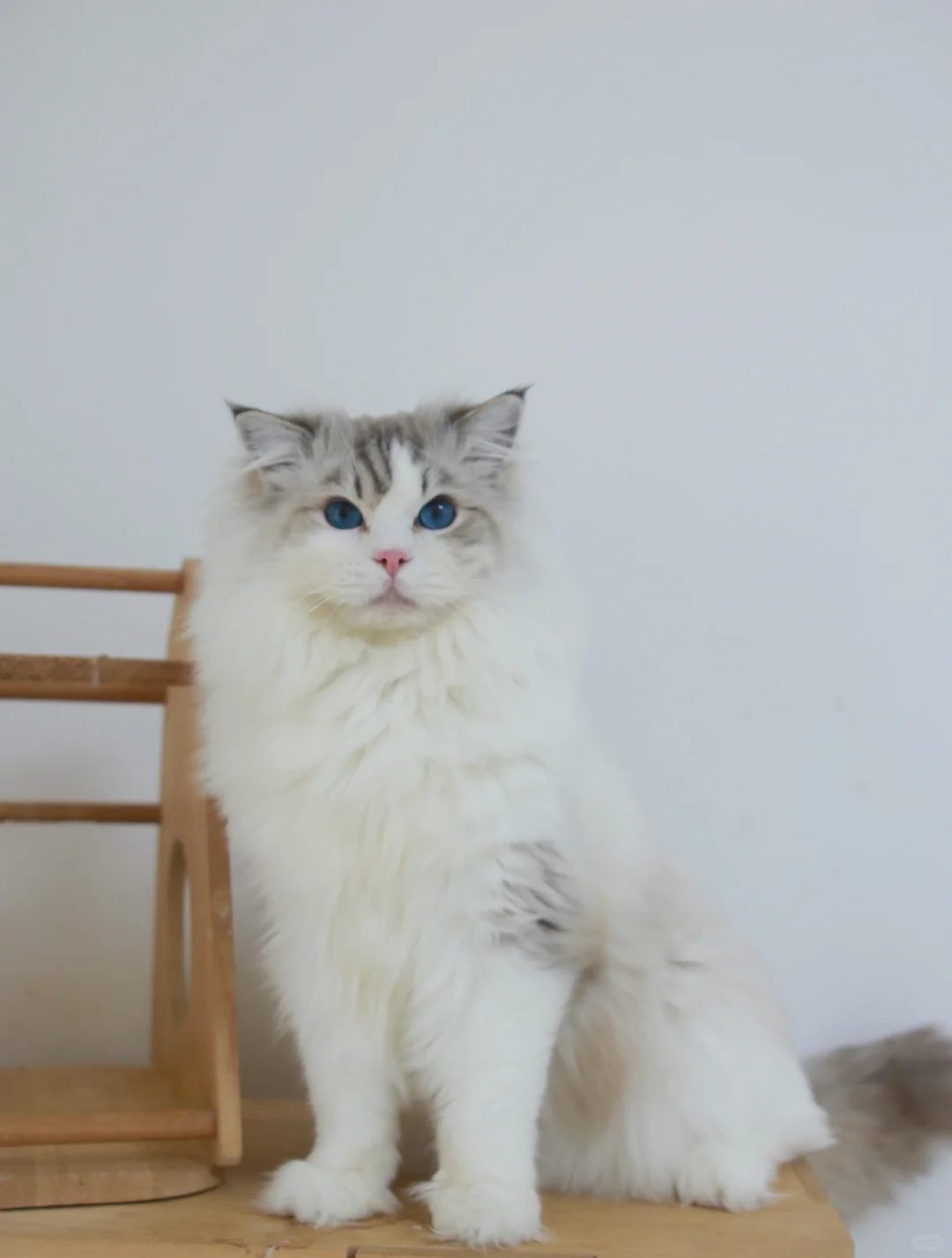 蓝山布偶公猫找领养