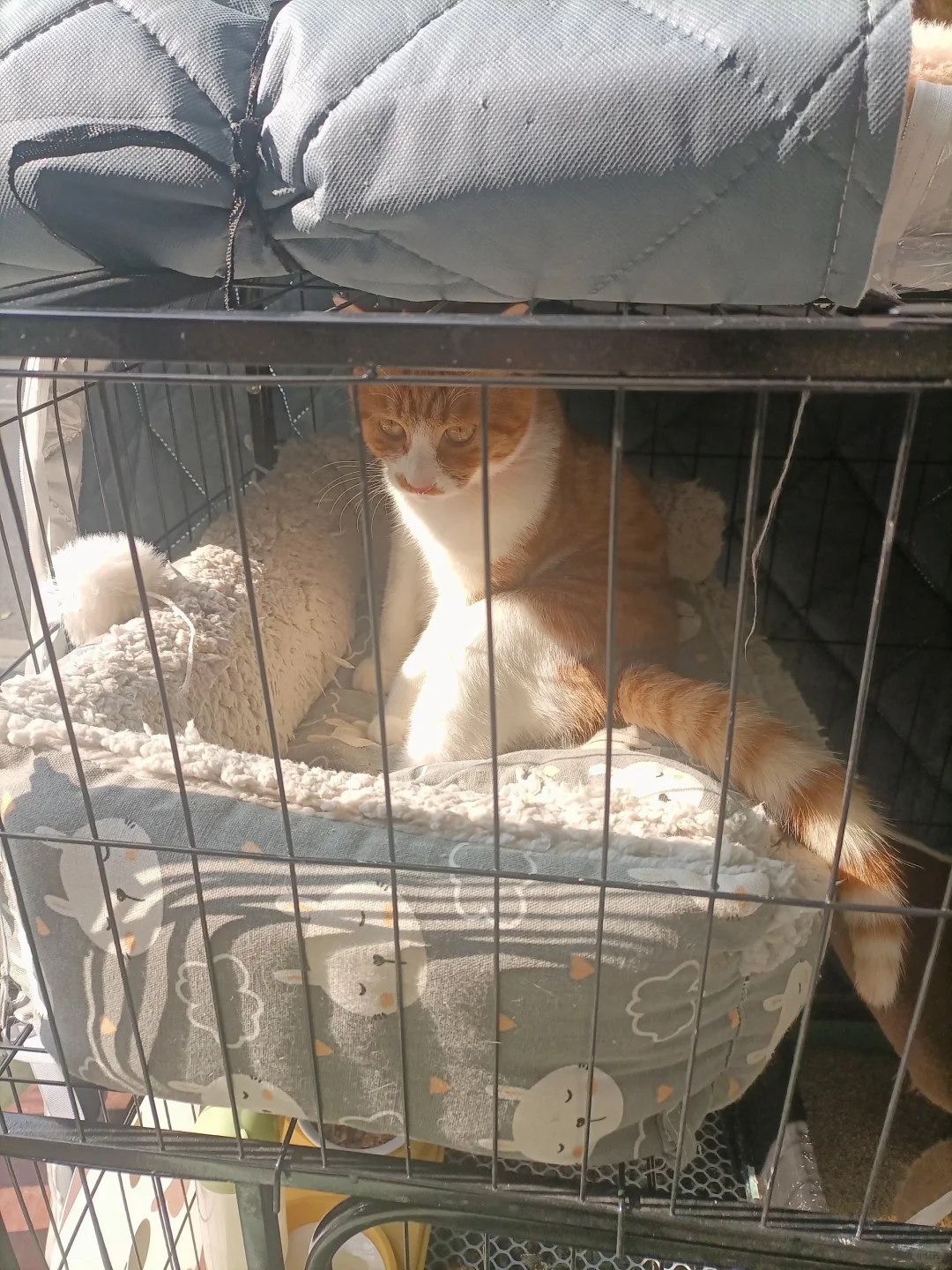 这猫是在对我抛媚眼吗🤔