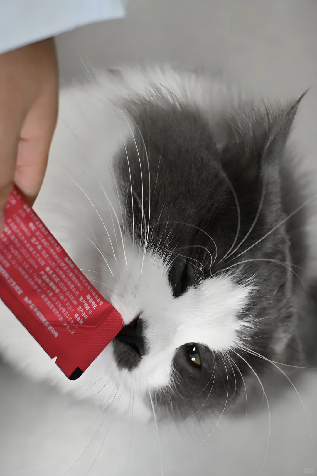 只有为了猫条才会抛媚眼的赖皮蛇