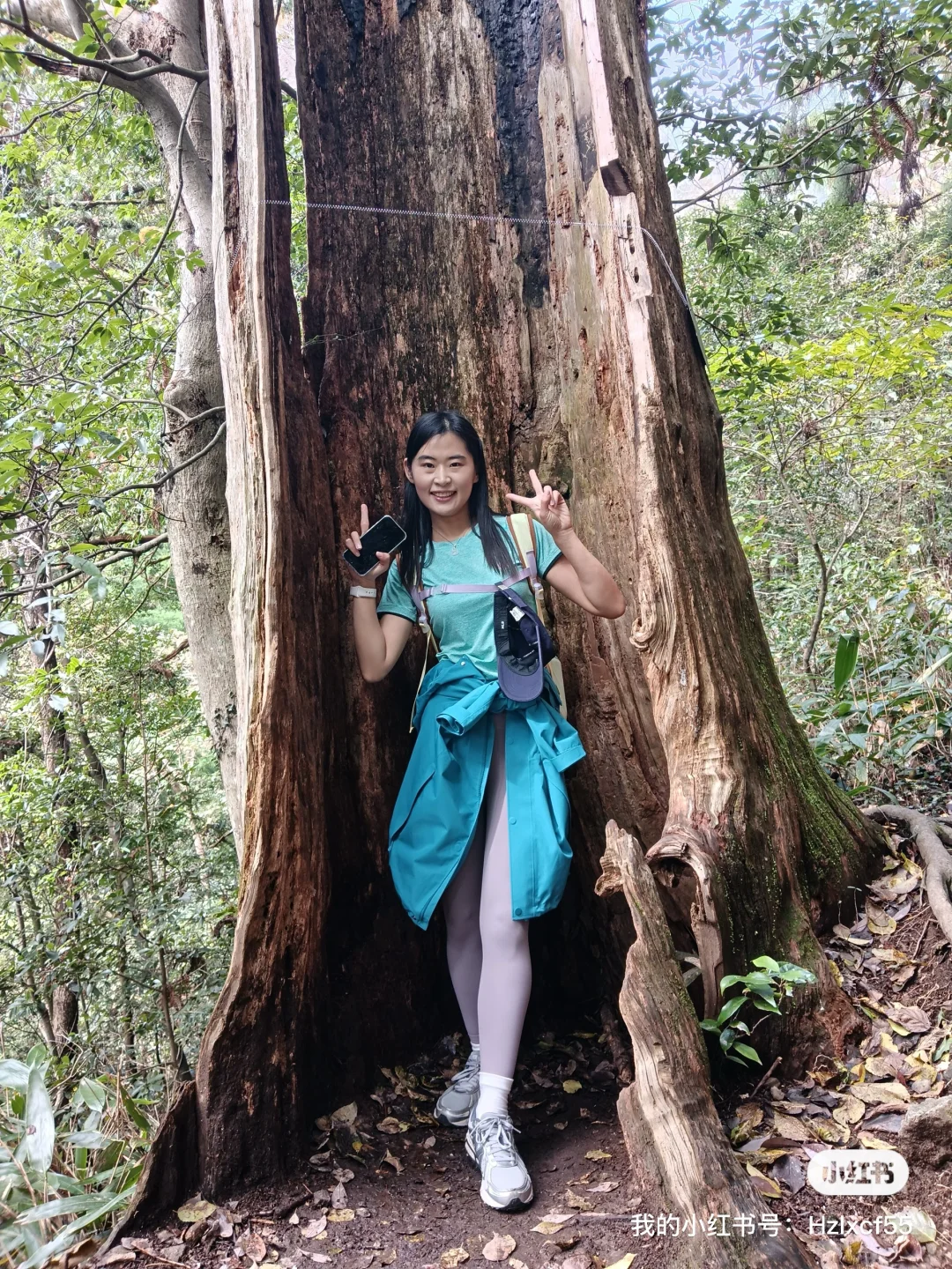 秋天的天目山#大树王#11月29日#杭州组团