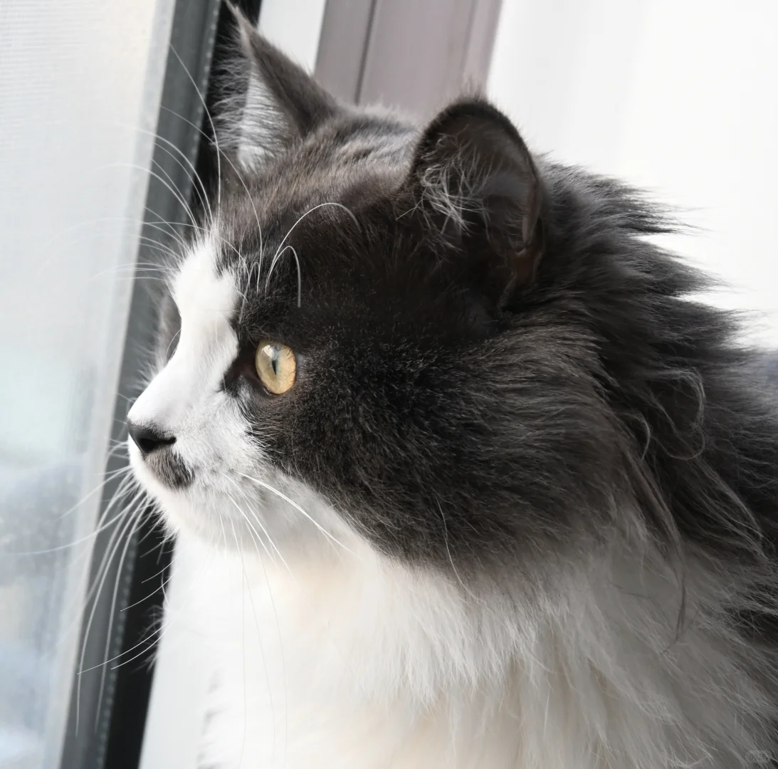 只有为了猫条才会抛媚眼的赖皮蛇