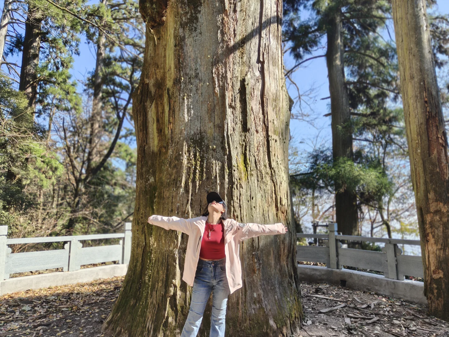 天目山风景#大树王#11月29日#杭州组织团