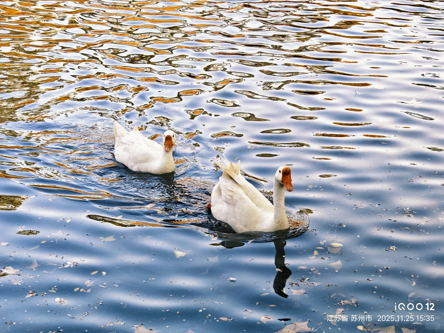 白毛浮绿水，红掌拨清波，天平山秋景美如画