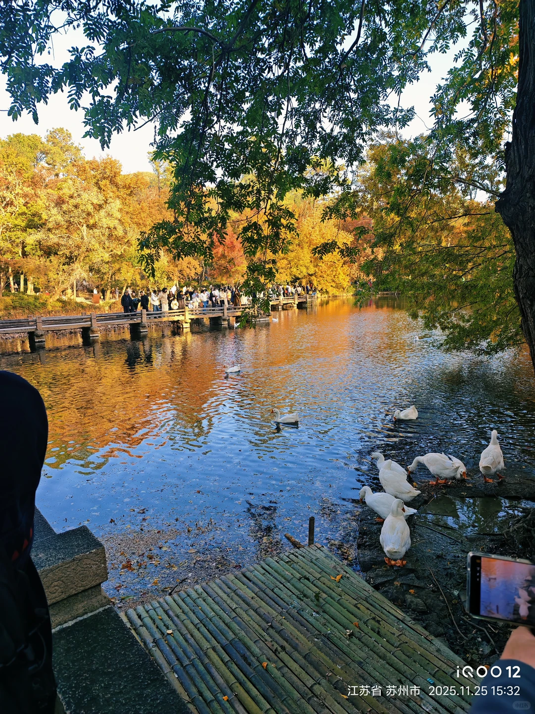 白毛浮绿水，红掌拨清波，天平山秋景美如画