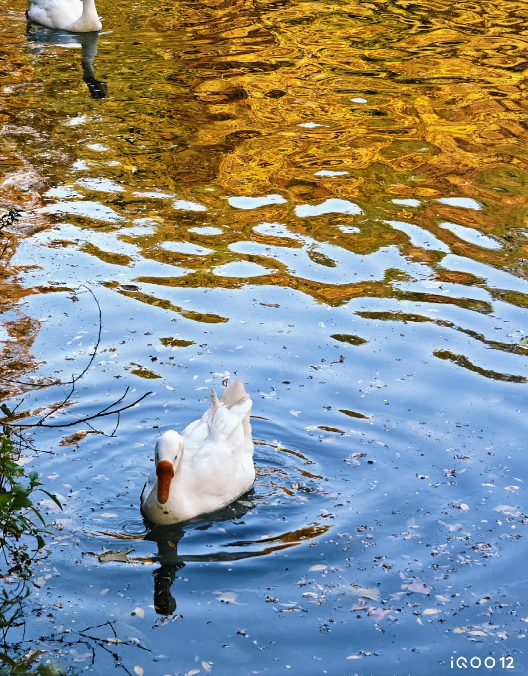 白毛浮绿水，红掌拨清波，天平山秋景美如画