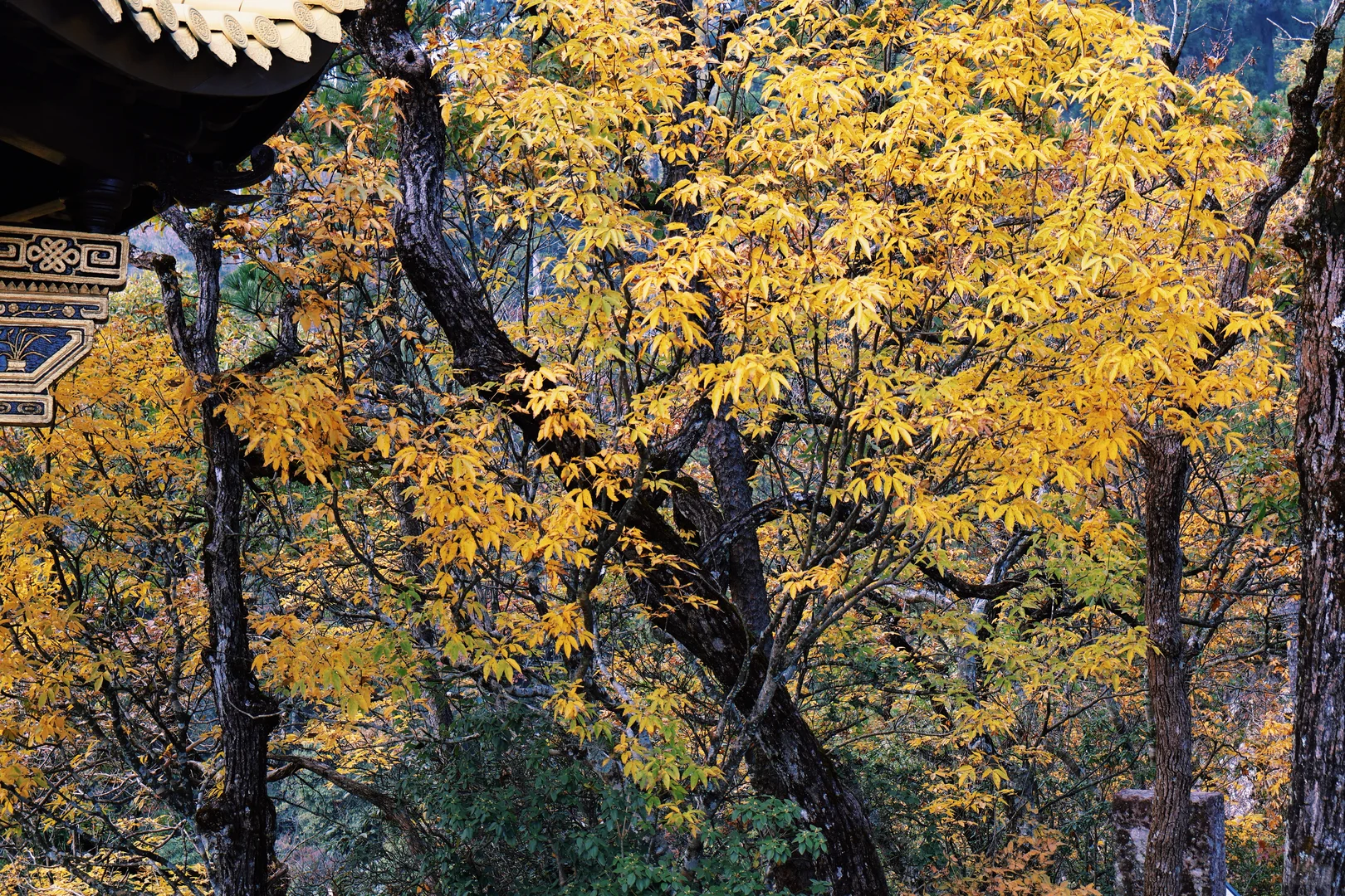 秋天的天目山#大树王#11月29日#杭州组团