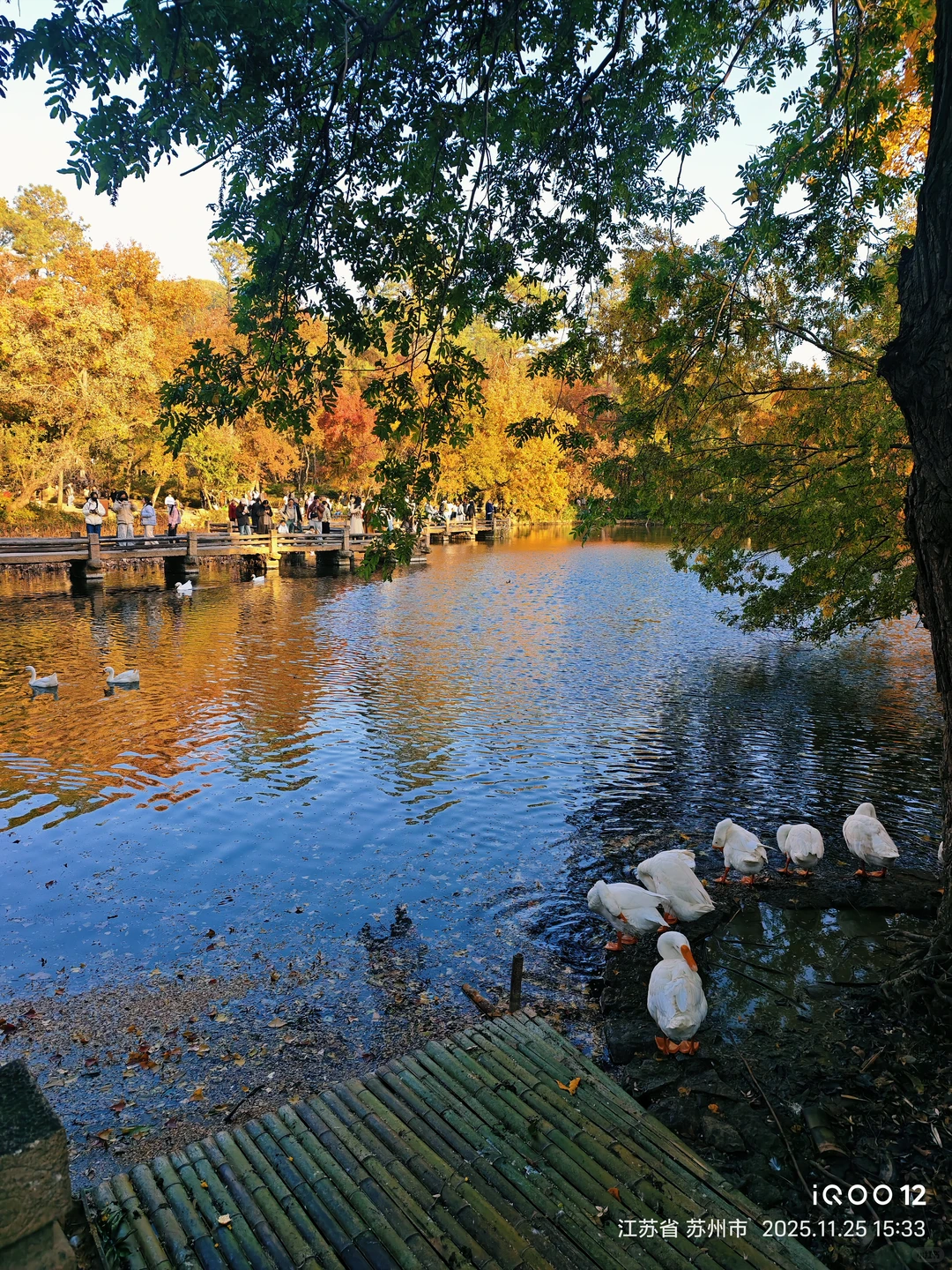 白毛浮绿水，红掌拨清波，天平山秋景美如画