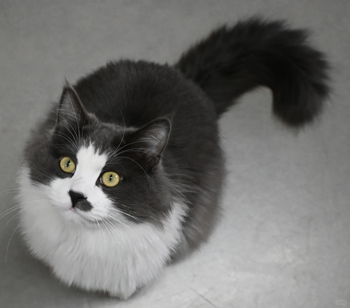 只有为了猫条才会抛媚眼的赖皮蛇