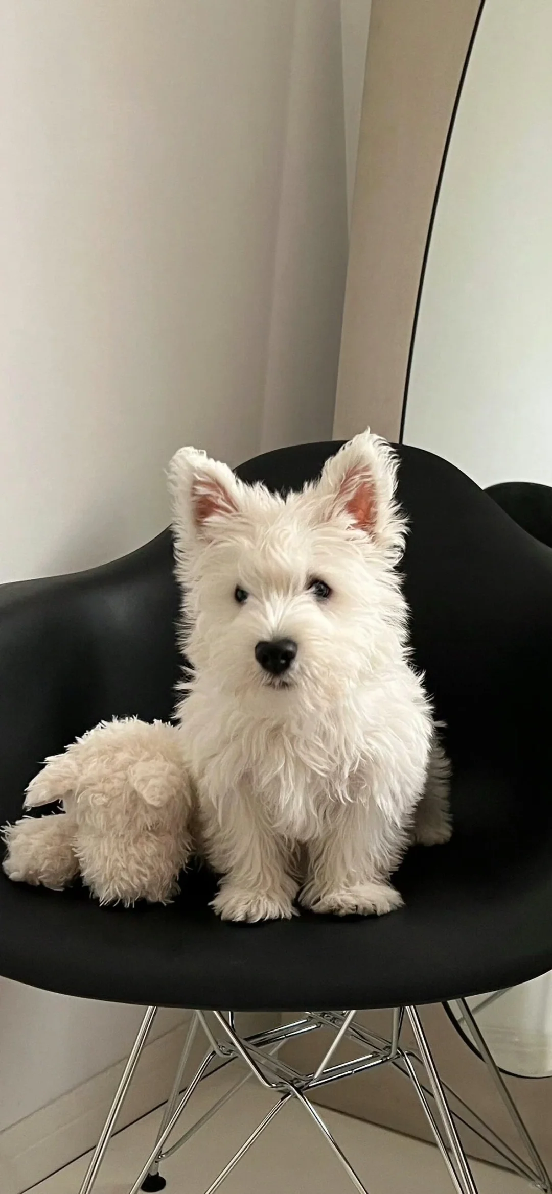 西高地修狗（壁纸）