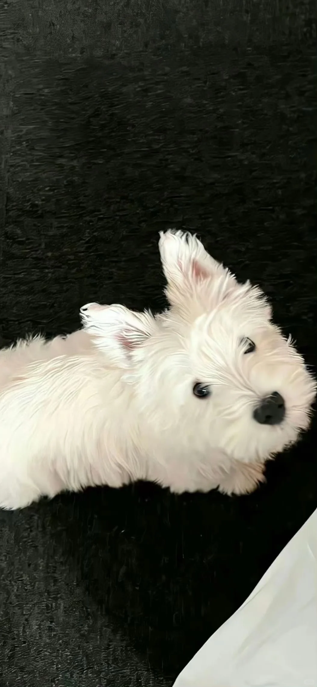 西高地修狗（壁纸）