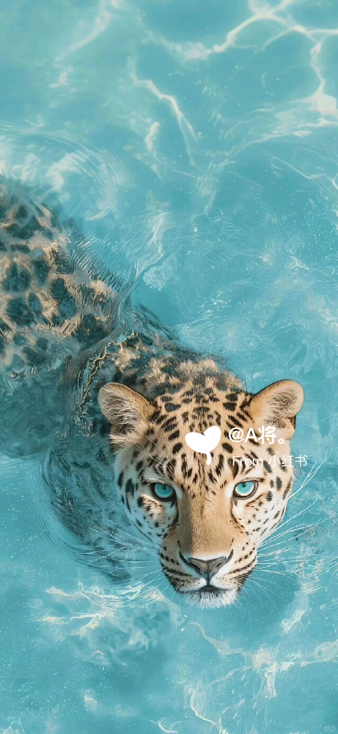 一起豹发高能量壁纸