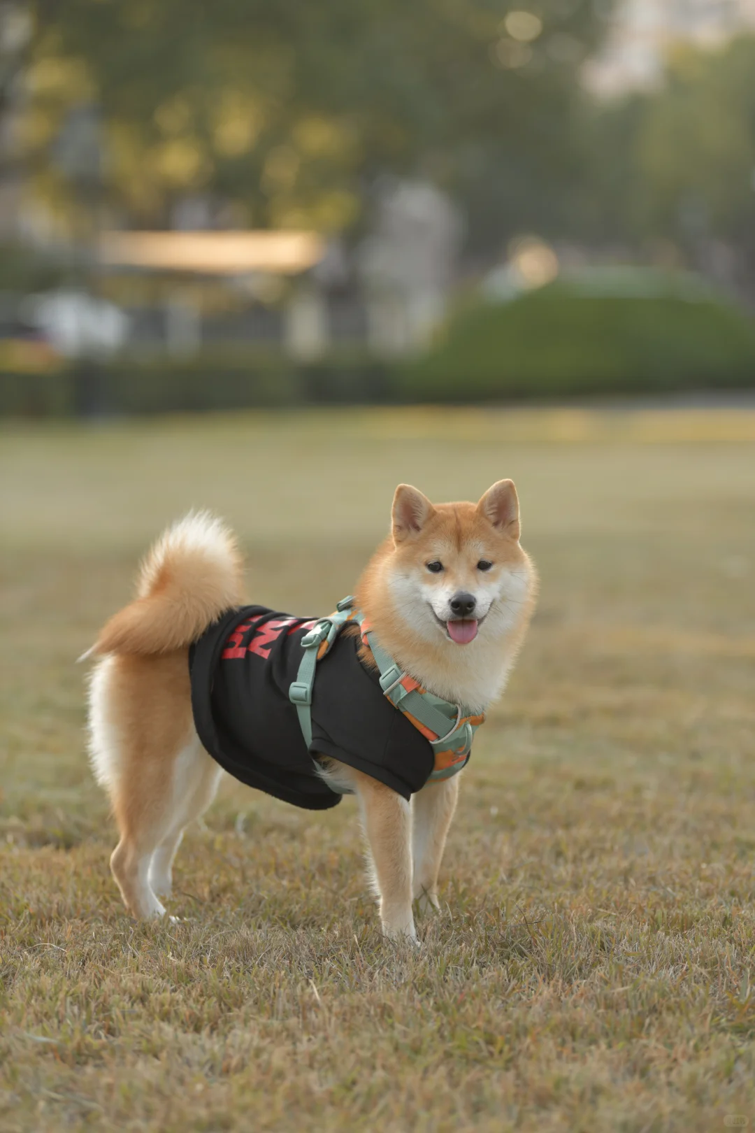 小狗我呀，也有了自己的写真