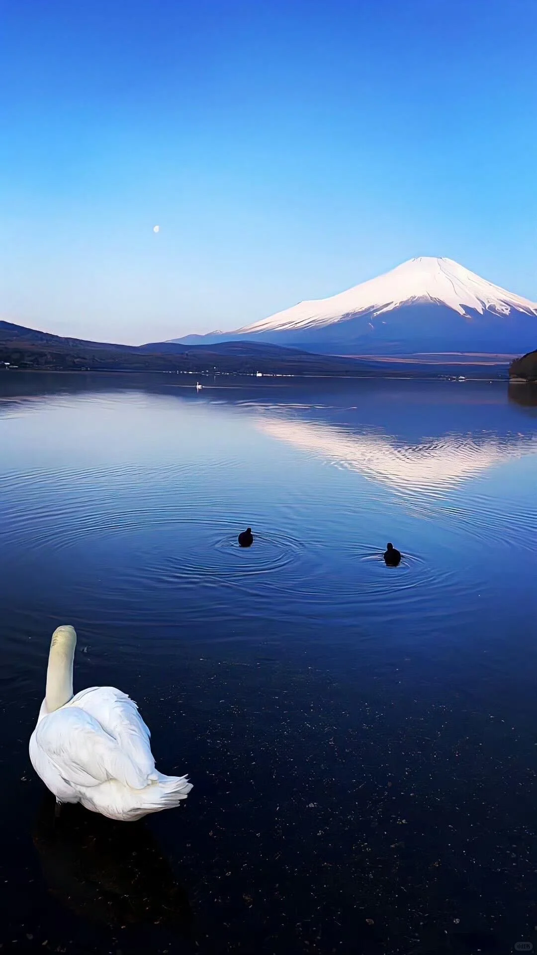 𝑺𝒉𝒂𝒓𝒆｜超治愈蓝调壁纸•͈ᴗ⁃͈💙 ˊ˗