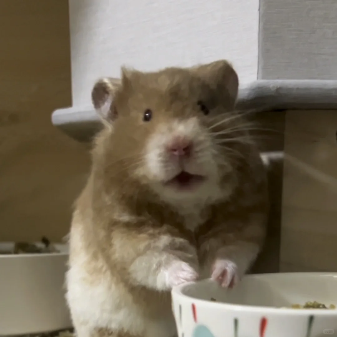 炭包超可爱动图表情包更新 第一弹