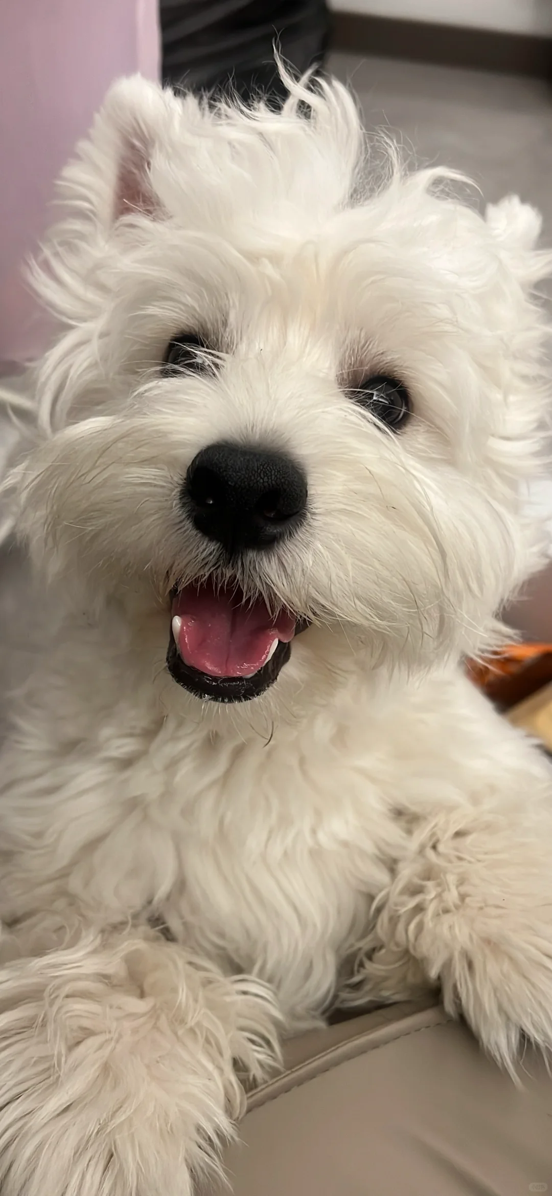 西高地修狗（壁纸）