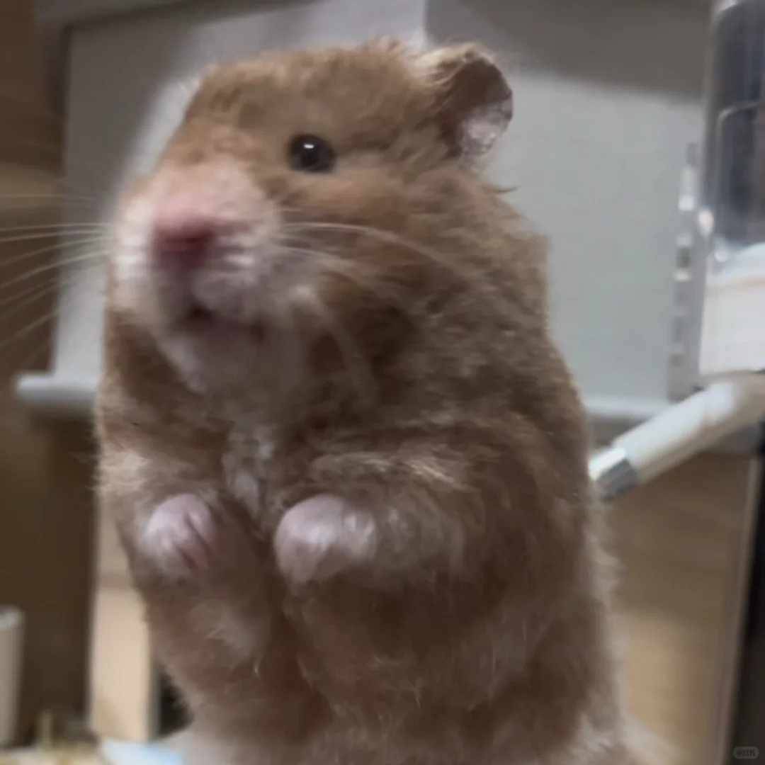 炭包超可爱动图表情包更新 第一弹