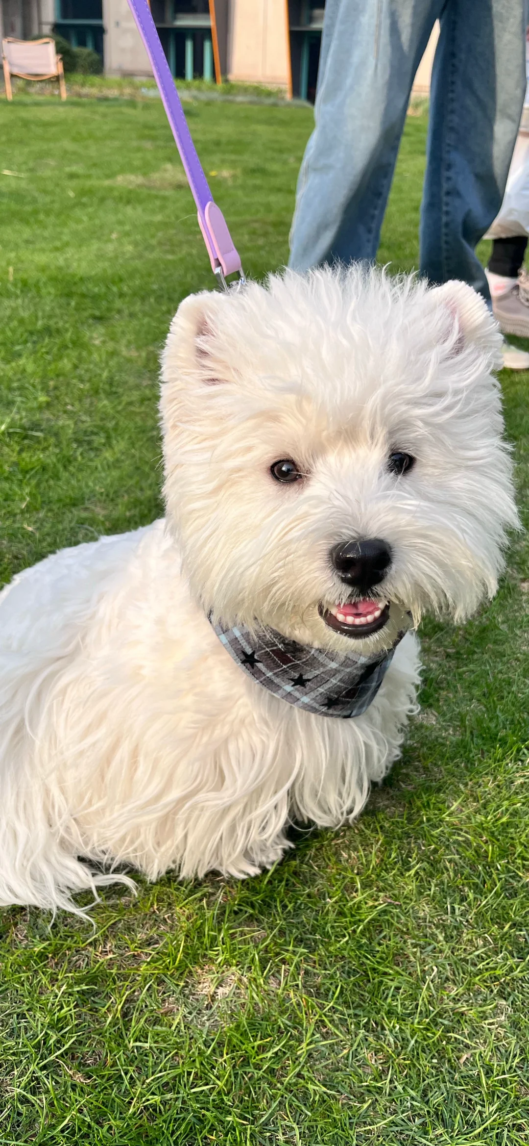 西高地修狗（壁纸）