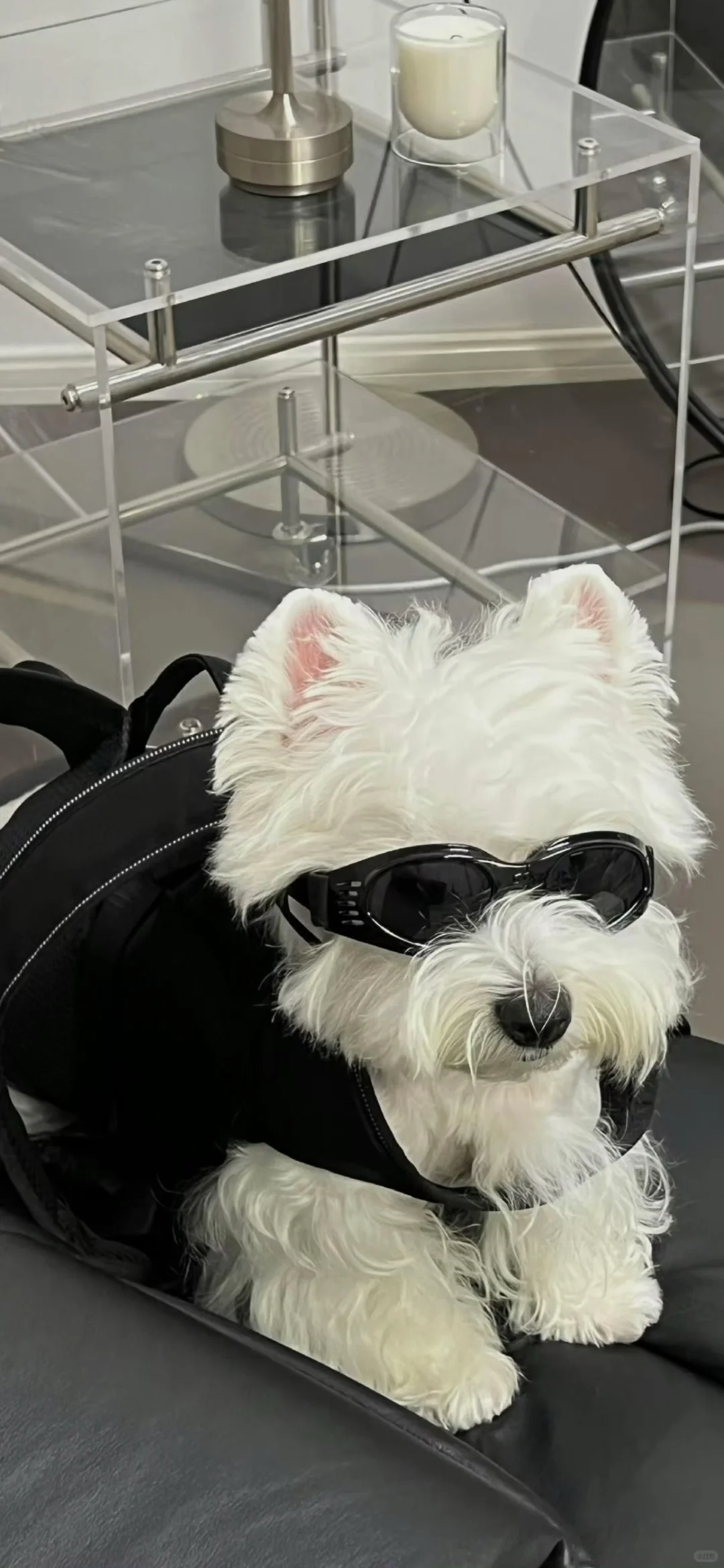 西高地修狗（壁纸）