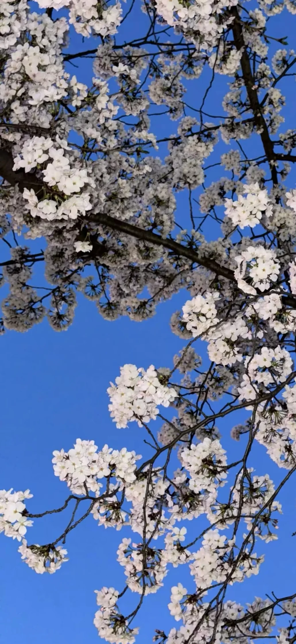 share|12.2快来换壁纸叭～