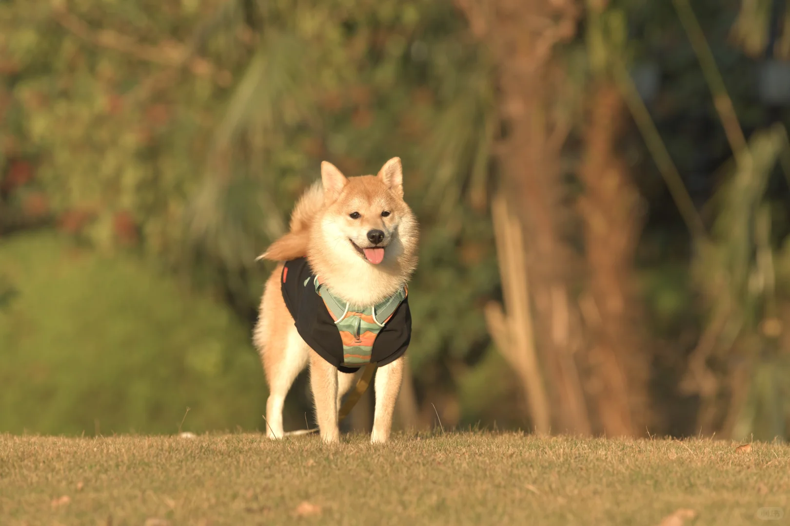 小狗我呀，也有了自己的写真